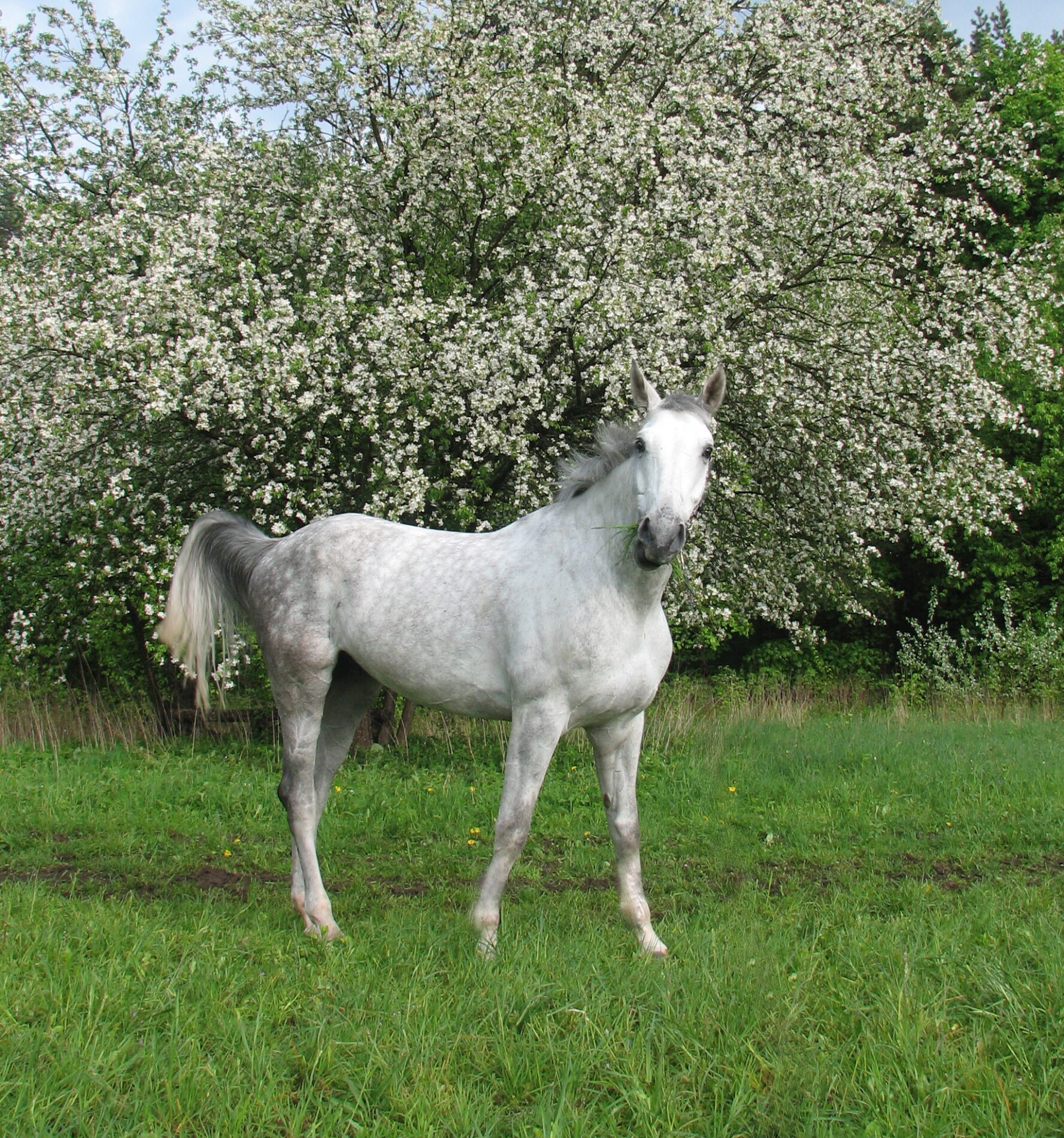 Holšteinas Cardeno Frilis po obelimi, 2008-05